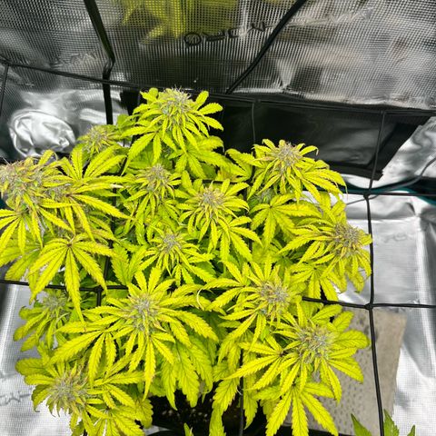 Hulkberry auto growlog timeline photo
