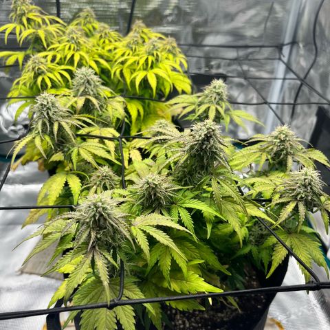 Mimosa auto growlog timeline photo