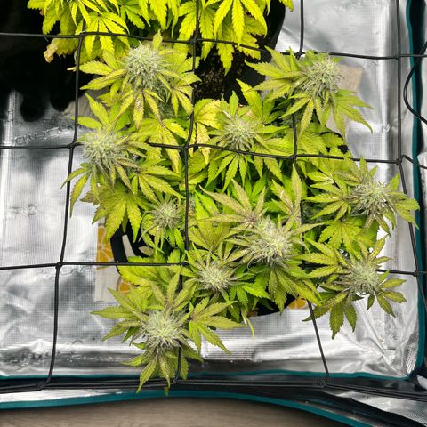 Mimosa auto growlog timeline photo
