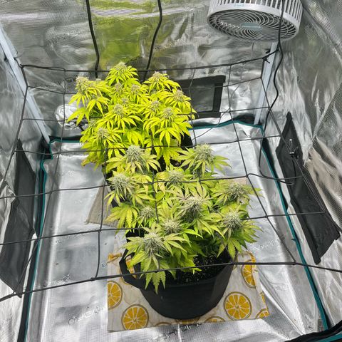 Hulkberry auto growlog timeline photo