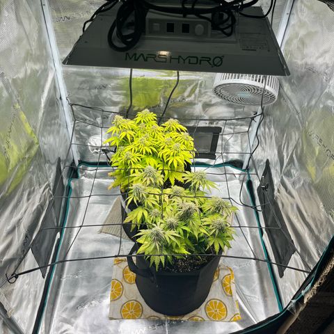 Hulkberry auto growlog timeline photo