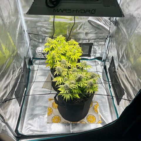 Hulkberry auto growlog timeline photo