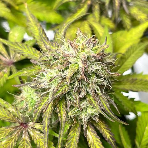Mimosa auto growlog timeline photo