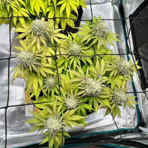 Mimosa auto growlog timeline photo