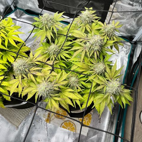 Mimosa auto growlog timeline photo