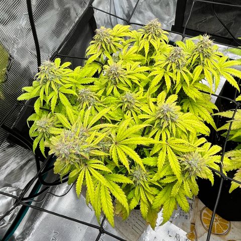 Hulkberry auto growlog timeline photo