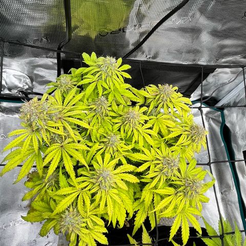 Hulkberry auto growlog timeline photo