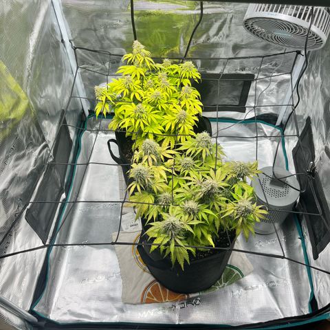 Hulkberry auto growlog timeline photo