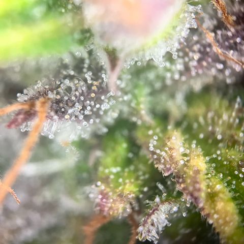 Hulkberry auto growlog timeline photo