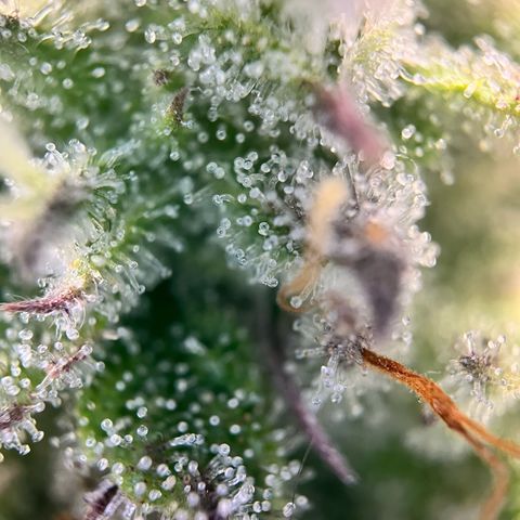 Hulkberry auto growlog timeline photo