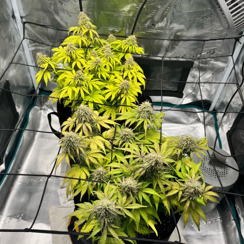 Hulkberry auto growlog timeline photo