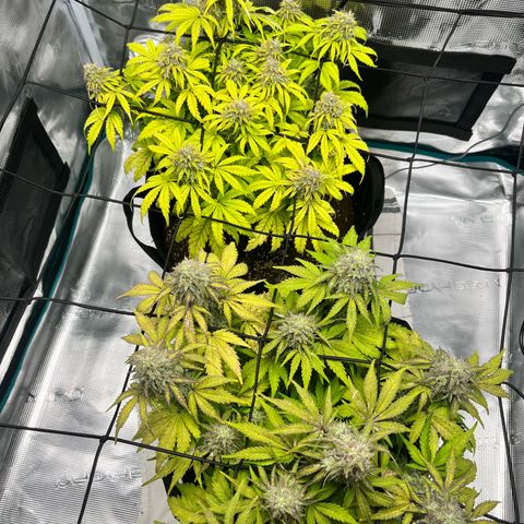 Hulkberry auto growlog timeline photo