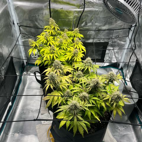 Hulkberry auto growlog timeline photo