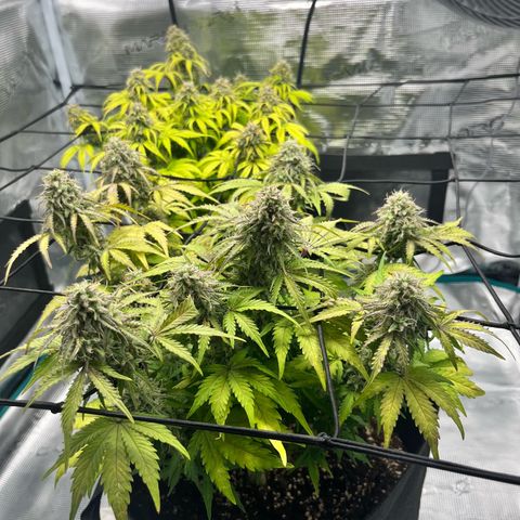 Mimosa auto growlog timeline photo