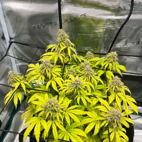Hulkberry auto growlog timeline photo