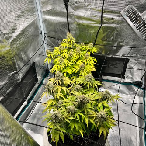Hulkberry auto growlog timeline photo