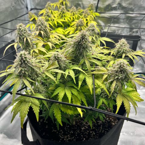 Mimosa auto growlog timeline photo