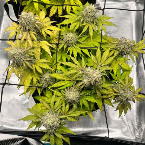 Mimosa auto growlog timeline photo