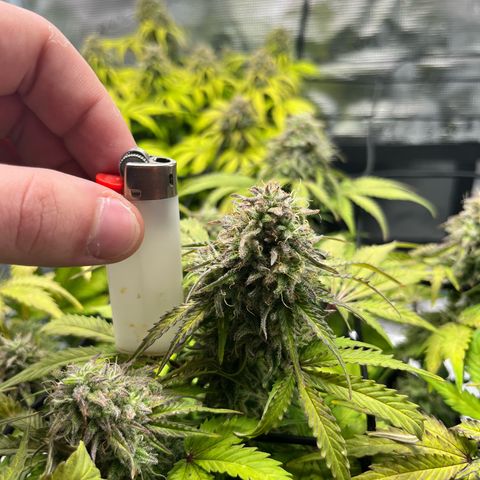 Mimosa auto growlog timeline photo