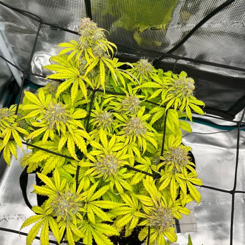 Hulkberry auto growlog timeline photo