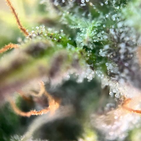 Hulkberry auto growlog timeline photo
