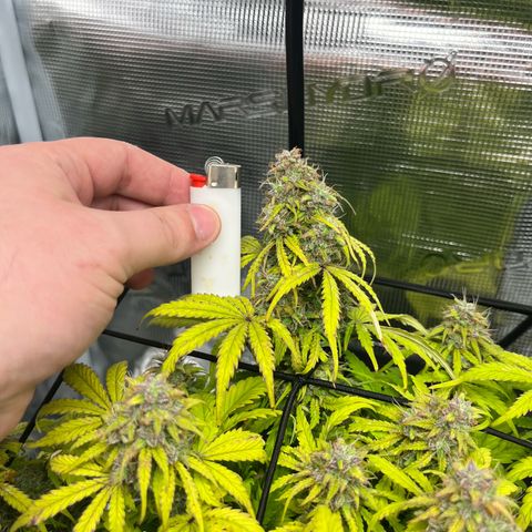 Hulkberry auto growlog timeline photo