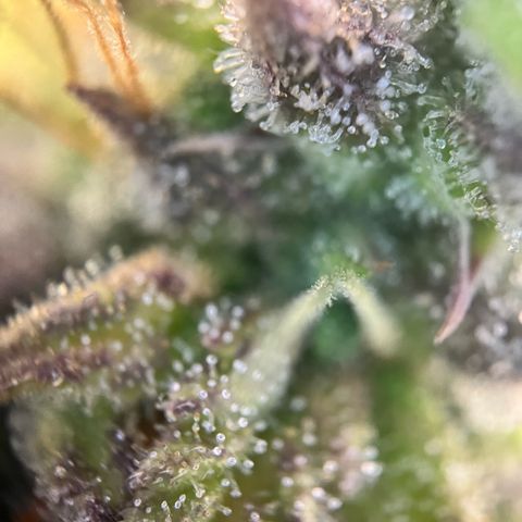 Hulkberry auto growlog timeline photo