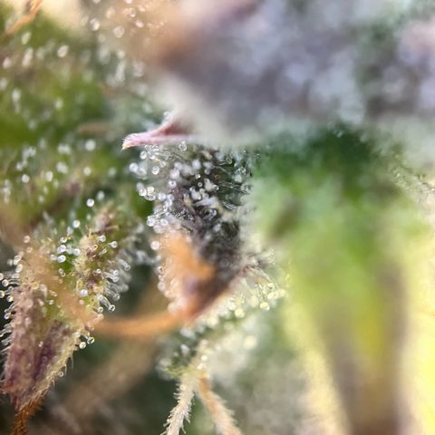 Hulkberry auto growlog timeline photo
