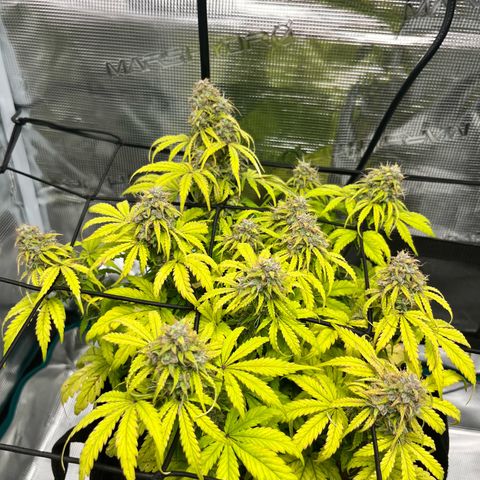 Hulkberry auto growlog timeline photo