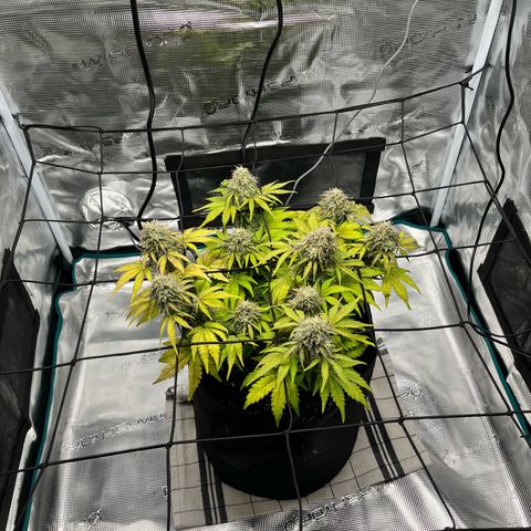 Mimosa auto growlog timeline photo