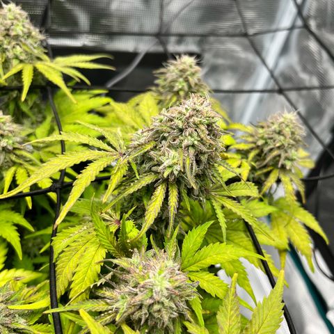 Mimosa auto growlog timeline photo