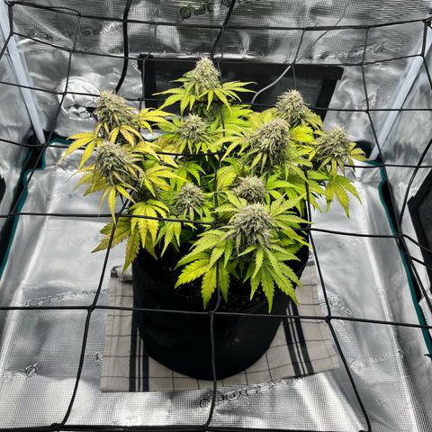 Mimosa auto growlog timeline photo
