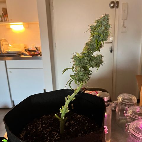 Hulkberry auto growlog timeline photo