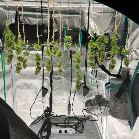 Hulkberry auto growlog timeline photo