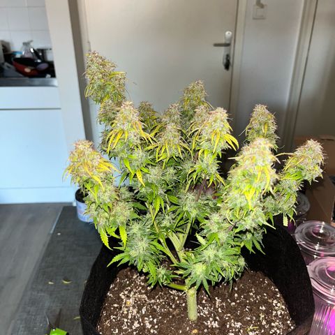 Hulkberry auto growlog timeline photo