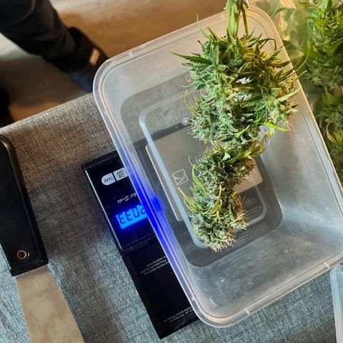 Hulkberry auto growlog timeline photo