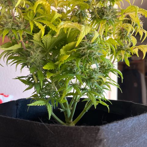 Hulkberry auto growlog timeline photo