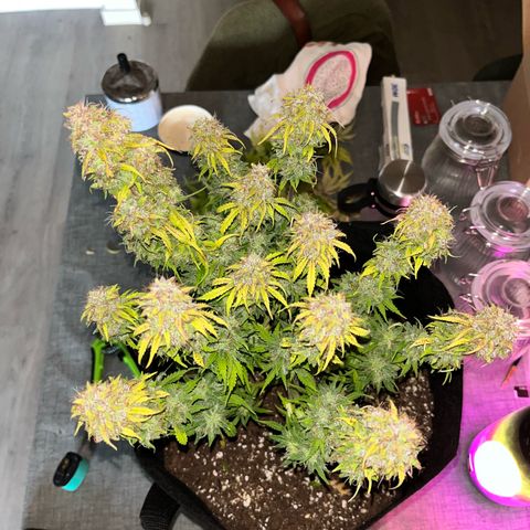 Hulkberry auto growlog timeline photo