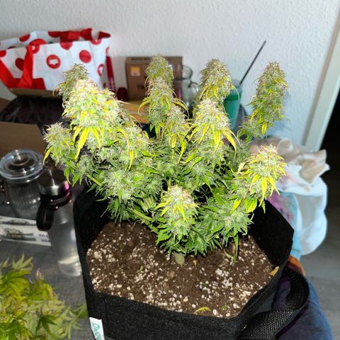 Hulkberry auto growlog timeline photo