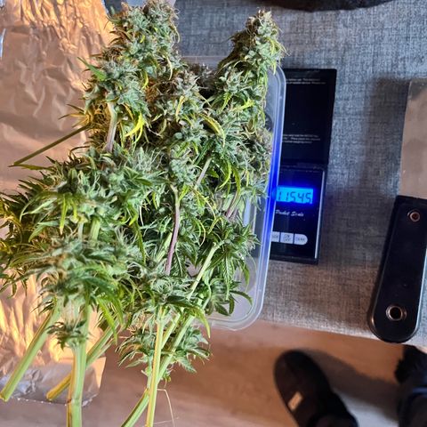 Hulkberry auto growlog timeline photo