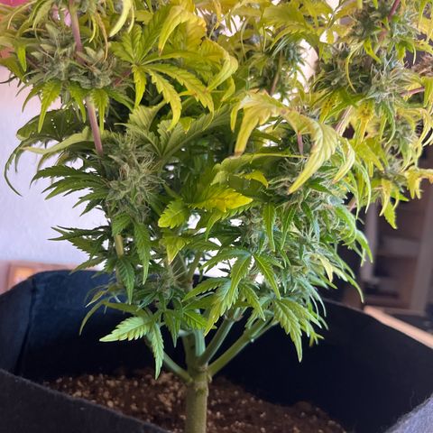 Hulkberry auto growlog timeline photo
