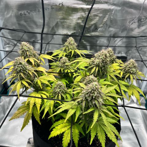 Mimosa auto growlog timeline photo