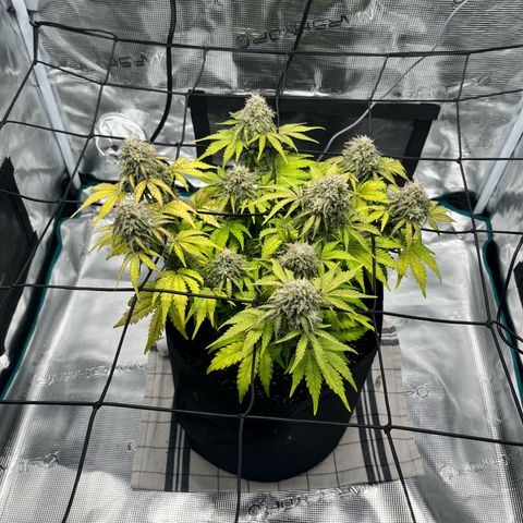 Mimosa auto growlog timeline photo
