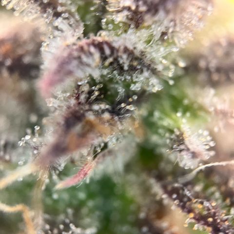 Mimosa auto growlog timeline photo