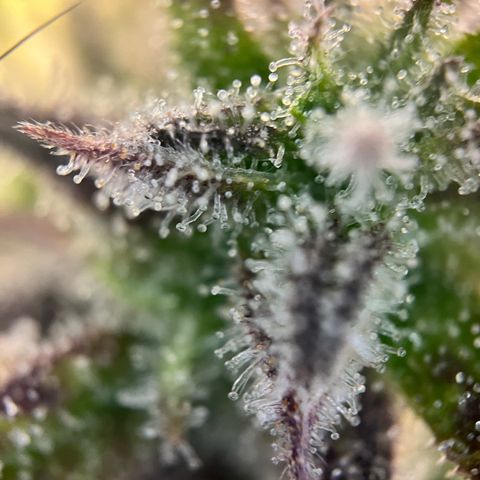 Mimosa auto growlog timeline photo