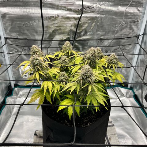 Mimosa auto growlog timeline photo