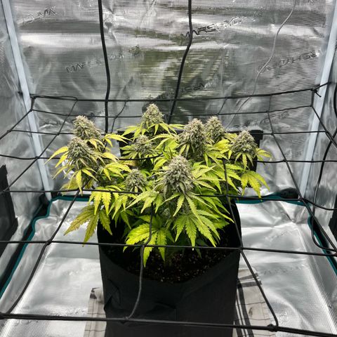 Mimosa auto growlog timeline photo
