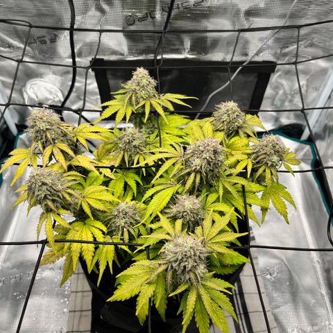 Mimosa auto growlog timeline photo