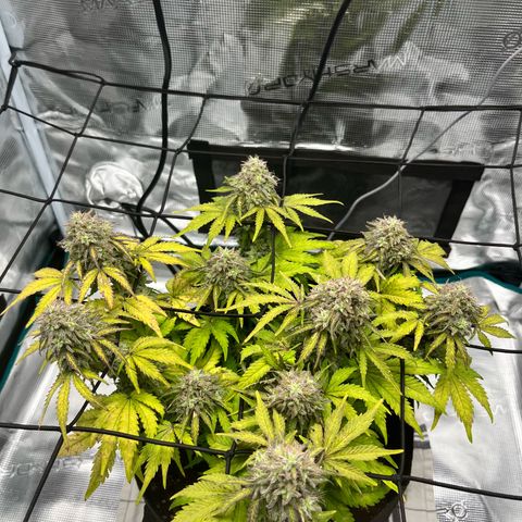 Mimosa auto growlog timeline photo