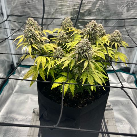 Mimosa auto growlog timeline photo